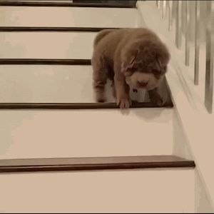 Meet your Posher, Antoinette